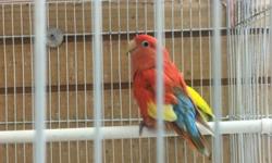 I have a beautiful pair of love birds for sale
Female Red Fusion with a Lutino Male split to red fusion, only on Ceasar Pet Store!
This ad was posted with the eBay Classifieds mobile app.