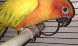 I have Breeding pairs of green check conure for sale asking $ 275