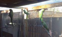 I have 2 proven pairs of indian ringnecks ,they are 2 years old , really healthy,they start going in to the nest again but i dont have time to handfeed babys now. If your interesting replay to the add or txt to 619-438-3770 Asking 220 each pair but if you