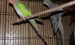 I am currently fostering two pairs of Princess of Wales Parakeets. Males are normals, hens are Blue Mutations.
One pair has imp hen. Old wing injury prevents her from flying.
The imp pair is indoors. The other pair is housed outdoors in an aviary.