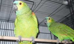 PALENZUELA BIRD SHOP IS LOOKING FOR GOOD QUALITY BIRDS TO PUT IN OUR NEW STORE WE PAY CASH ON THE SPOT THESE ARE SOME OF THE BIRDS THAT WE ARE LOOKING FOR CANARIES, FINCHES, LOVE BIRDS,COCKATIELS, CONURES ALSO LARGE PARROTS AND MACAWS WE PAY CASH ON THE
