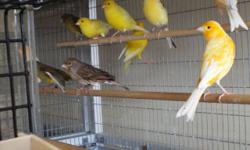 9531 JAMACHA BLVD SPRING VALLEY CA 91977 WE HAVE A LARGE VERITY OF EXOTIC FINCHES, PARAKEETS, COCKATIELS ,CONURES, PARROTS, CAGES, FEED AND SUPPLIES FOR MORE INFO PLEASE CONTACT (619)249-9831 THANK YOU SE HABLA ESPANOL