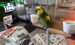 WE HAVE A LARGE SELECTION OF BIRDS, CAGES, FEED AT SUPER GOOD PRICES WE ALSO CARRY SEED IN 50 LBS BAGS FOR ALL TYPES OF BIRDS FOR MORE INFO PLEASE CALL GEORGE OR MIMI AT (619)249-9831 THANK YOU