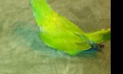 I'm handfeeding a baby pallid quaker parrot it's not the regular green it's very tame and loves to be held ill tech you how to handfeed I'm asking $230
If you need a cage I can provide one at no additional cost