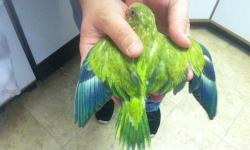 Currently hand feeding pallid green and pallid blue Quakers. Now accepting deposits to hold your sweet baby until it is fully weaned and ready to go home.
AJ's Feathered Friends Pet Shop
19 N State St
Elgin, IL 60123
www.ajsfeatheredfriends.com
Like us on