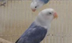 Sable love birds available both yellow and white clear heads, contact 305-345-8829