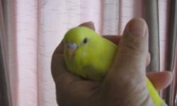 Some handfed baby parakeets are now weaning. Very sweet. Colors vary- some yellow, some different shades of blue
Hand feeding some still to young to know colors.
Also hand feeding 1 baby Sun Conure. Very beautiful big baby ($350)
All my babies are banded