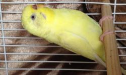 My parakeet needs a home, she is a yellow 3 year old.
She comes with cage toys and food to start out with.