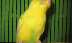 Parakeet (Other) - Birdie - Medium - Adult - Male - Bird
Birdie is a 8 months old Parakeet Other Bird. Birdie is a cute little guy looking for his forever home. He and his freind Star are very vocal and enjoy talking with people. These two really enjoy