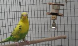 Parakeet (Other) - Lemon Drop_a335443 - Small - Adult - Female
Lemon Drop is a small attractive yellow and green parakeet. She is friendly and sweet and makes lovely parakeet songs. Lemon Drop was found out and about the city and is ready for a home. Come