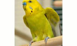 Parakeet (Other) - Pal_a330725 - Small - Adult - Male - Bird
This incredibly handsome parakeet is Pal. He is very chatty and active. Pal should be the only bird in his household (cage). He was found as a stray but seems very vital and healthy and is ready