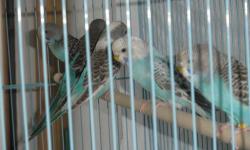 Parakeet (Other) - Parakeets-male - Small - Young - Female
We have both male and female Parakeets. There are many colors to choose from. Please phone for more information.
CHARACTERISTICS:
Breed: Parakeet (Other)
Size: Small
Petfinder ID: 24349673