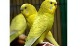 Parakeet (Other) - Parakeets! - Small - Adult - Male - Bird
Parakeets! We have over 20 parakeets that are available for adoption. There are many yellow, yellow & green, and blue (both light and dark) available. Males and females. Only a few are shown here