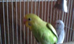 Parakeet (Other) - Parakeets - Small - Young - Bird
We have two groups of parakeets up for adoption. We have three 7 month old parakeets that were hand fed. We had an entire aviary of parakeets surrenders and these were the babies that came with them. We