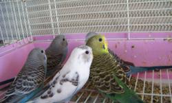 I HAVE 2 MALES AND 1 FEMALE PARAKEET FOR SALE. THEY ARE YOUNG BIRDS AND READY TO BREED. I AM SELLING FOR 10 EA FIRM PRICE. I WILL PROVIDE PICTURES OF BIRDS UPON REQUEST. NO CAGE BRING YOUR OWN CAGE OR CARRIER.
CALL OR TEXT ME AT (818)414-6280
THANK YOU