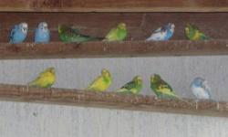I have a bunch of different parakeets, they are mostly green and yellows and blue and whites. Very pretty birds. I am asking a re homing fee of $10 each.