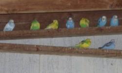 I have parakeets they are mostly green and yellows and blue and whites. Very pretty birds, and are great aviary birds. I am asking a re homing fee of $10 each. I need them to go pretty soon. Will make a deal if you buy a lot of them.