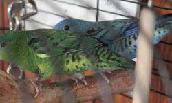 MANY COLORS AND FUN LITTLE BIRDS I HAVE MANY TO CHOICE
FROM GIVE A CALL OR EMAIL THESE LITTLE ONES WILL BE SOLD
AT 15.00 EACH THESE ARE THE AMERICAN KEETS LIKE YOU FIND
IN PET SHOPS NO CALLS AFTER 9:00 PM
THANKS ALL