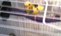One female ,white, one yellow male, w/Cage and accessories (extra)