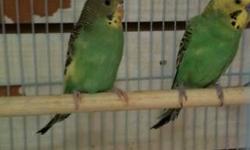 Parakeets, various colors!!
This ad was posted with the eBay Classifieds mobile app.
