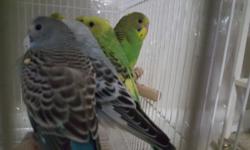 I have about 50 parakeets young and several colors....selling 10$ each any questions just ask...Nashville/ Antioch area...615 877 5511 or 615 674 5272 thanks ?
