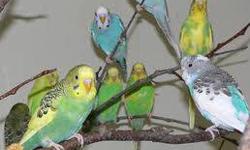 I have a large selection of parakeets with many different colors for $7 EA. If you buy 20 - 49 $6 ea. If you buy 50 or more $5 ea.
no shipping pick up only . Will deliver in local area . If interested call 843 307 6203