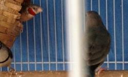 We are having a sale at Birds and Then Some on Parakeets and Finches:
American Parakeets: $8.00/each
Zebra Finches: $7.50/each
Society Finches: $12.00/each
Cordon Bleu Pair: $75.00
Red War Wax Bill Pair: $20.00
Lady Goudian: $65.00
Blue Back Lady