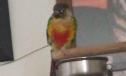 Variety of beautiful congenial budgies for sale in OFallon, Missouri. 7 weeks to 8 months old. Both male and female available; colors include creamino, lutino, cinnamon-wing, white/light blue, yellow pied, and green. Thriving in flock environment, yet