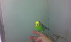 I have several really nice budgies for sale. I have babies to breeders. Call me at 727-726-6864, Walter Howard