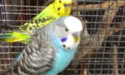 I have many different color of baby parakeets for sale.