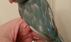 Hello & thank you so much for looking at our ad! We have one blue pied female Pacific Parrotlet available. This little girl was parent raised so she is nervous & very shy. She is very beautiful & the pictures don't do her justice. We had three very busy