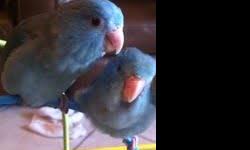 We have beautiful baby Turquoise Pied parrotlets ready to find good homes Mother is a Blue Pied- Father is a Turquoise. $100.00
1 Males
1 Female
Yellow parrotlets Mother is a American Yellow- Father is a Blue Dilute. Male babies have beautiful lavender on