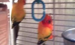 A pair of sun conure breeders, both are perfect. not tamed. They are almost 2 years old.
Asking 300 for pair.
And there is the thing is I live in Tucson,
so email if interested.