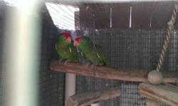 The following Breeder Parrots are available at a price to sell quickly:
4yr Hispanolian Amazon Male $450
Proven Pair of Meyers Porcephalus will sit and feed $500
Green Cheek (Red Headed) Amazon pair in beautiful feather $500
Young Red Factor Sun Conure