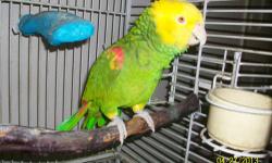 Parrot double yellow head amazon, with cage 33"x23", H 5'6", any questions please e mail [email removed] Text or call 713-397-7876 Gabriel
(cash only)
Loro cabeza amarilla, incluye jaula. e mail, textear o llamar a correo o numero anterior... (solo