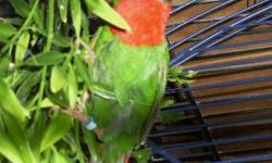 Beautiful mated Parrot Finch Pair for sale. They are bright red and green and very active. Approx 2 yrs old. I would like them to go to a good home because I like them alot. She lays eggs but I am not breeding, so we haven't had babies. They need a large