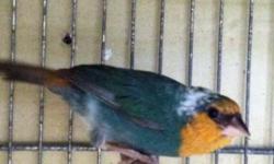 Adult males parrot finches , regular and pied
Ready for breeding , shipping available .
Text or contact.