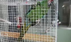 Senegal Parrot he has been DNA tested and is a male. he comes with a nice mid size cage that has areas on the sides you could put nesting boxes.
Brenda
360-957-0527
