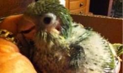 Unwanted Parrots? I take them.
I do not mind paying a reasonable fee for them and their cages. They are spoiled and very loved here, not sold if they are special needs or have issues, just part of the family and most have issues, that we work on, to make