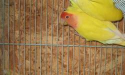 Bird lover looking to adopt or rescue a parrot. I have 25yrs of experience. I'm able to provide a loving, stable, clean home for your pet. You are also welcome to come and view my home before placement. All parrots welcome.
Sincerelly Lisa.