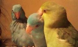 I have baby Parrotlet babies for sale various colors $50.00 and up must know how to hand feed or we can feed them out for you. Will ship at buyers expense. 863-738-3836