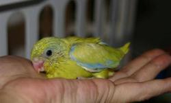 Baby handfed Parrotlets ? Bred from show quality bloodlines.
Health Guarantee Included with each baby.
Green Split to Blue babies starting at 200.00 each
We also have Yellow, Pieds and Blues.
For photos of each baby visit our website at