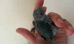 I have 1 blue female parrotlet left from this clutch of babies. She is about 5 Weeks old right now and is still taking feedings, so as soon as she starts rejecting the formula she will be on her way to a new home. All of my babies are hand fed and