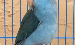 Baby Blue Female Parrotlet, 4 months, semi-tame. **We guarantee birds for 3 days after adoption. We always encourage you to do some research to make sure this is the right pet for you.
We DO NOT ship birds.** Adoption fee $120.
Interested call or text me