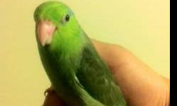 I have one male parrotlet available. He is about 6 weeks old. Just weaned on pellets and seeds. hand tame and healthy.
His rehoming fee is $80 firm.
any question call/text 252-406-3406. thanks