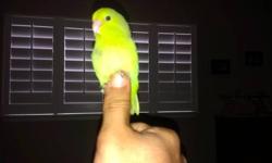 I have the cleanest bloodline of parrotlet families, which have been kept with love and minimum breading for several years. Our birds retire in a bird farm when they reach their senior years. I have been a breeder for many years and have supplied both