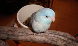 SOLD,SOLD,SOLDThe amazing mini parrot. All the traits of large parrots in a compact package without the loud noise. Banded with International Parrotlet Society registered bands. State licensed breeder
Blue male just weaned $125, Call text or email