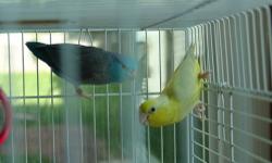 breeding pair one yellow one blue have bread three times they have had yellow,blue,lite blue and green babies they are about 2 years old also a light blue female and yellow baby