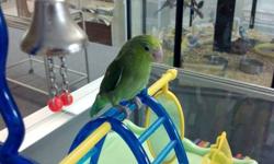 Two very young green Parrotlet females. Also Parakeets, Bourkes, Red Rumps, Cockatiels, Lovebirds, Ringneck Parakeets, Zebra Finches and more. Cages, Feed and toys. Visitors welcome.