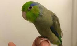 I have a green parrotlet hand tamed. He knows how to "step up" and 5 months old and healthy. Please call or text me at 714-388-7599 Ben.